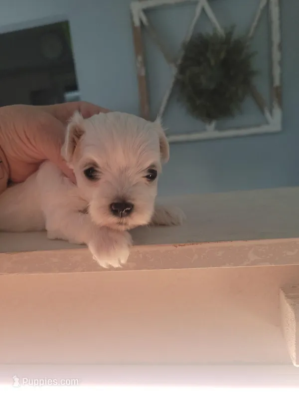 Corvair  – Maltese puppy on hold in Ocala, FL