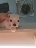 Corvair , a female Maltese for sale in Ocala, FL – 1 of 1