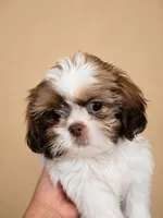 FurBall, a male Shih Tzu for sale in Ocala, FL – 3 of 5