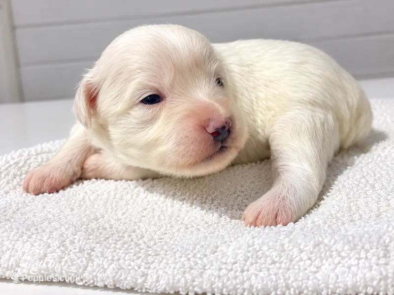 Charolais – Miniature Schnauzer, Maltese puppy for sale in Ocala, FL