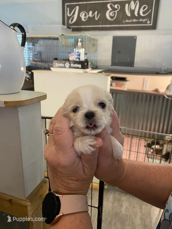 Sweetie Pie, a female Shih Tzu for sale in Ocala, FL – 1 of 2