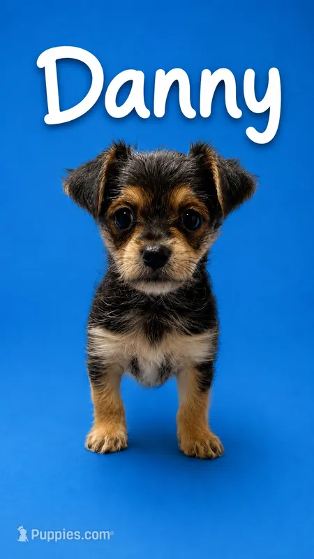 Danny – Morkie puppy for sale in Ocala, FL