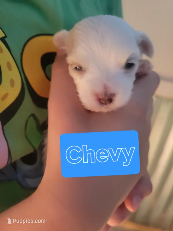 Chevy – Maltese puppy for sale in Ocala, FL