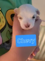 Chevy, a male Maltese for sale in Ocala, FL – 1 of 2