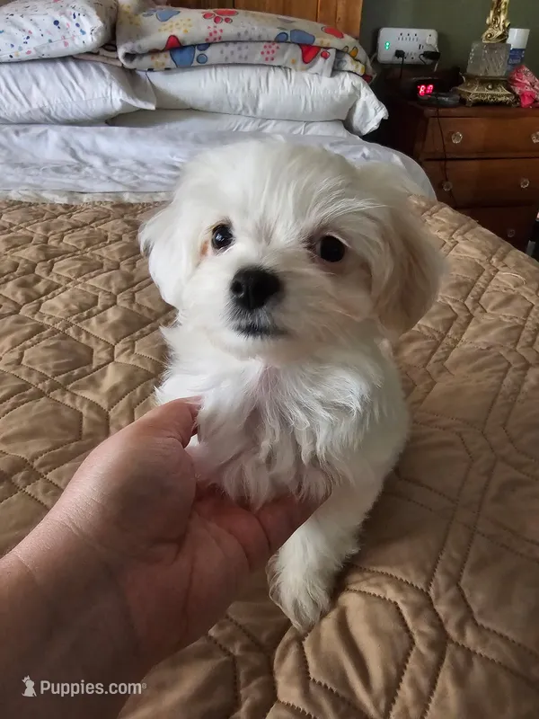 Pebbles – Maltese puppy for sale in Ocala, FL