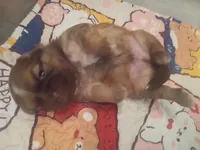 Cupid, a male Shih Tzu for sale in Ocala, FL – Photo 5 of 6