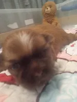 Cupid, a male Shih Tzu for sale in Ocala, FL – Photo 4 of 6