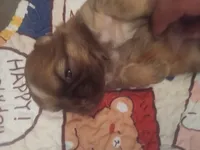 Cupid, a male Shih Tzu for sale in Ocala, FL – Photo 2 of 6