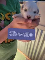 Chevelle , a female Maltese for sale in Ocala, FL – 1 of 1