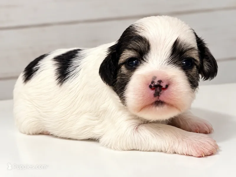Holstein – Miniature Schnauzer, Maltese puppy for sale in Ocala, FL