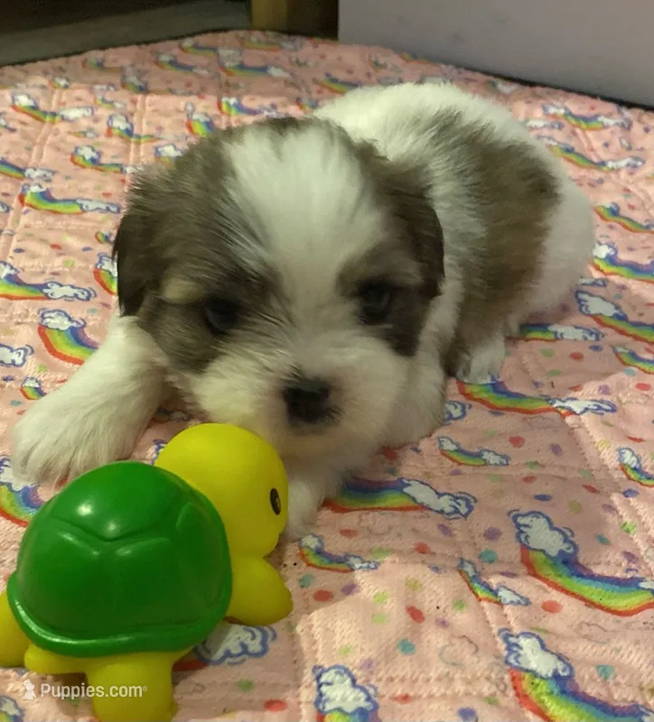 Elmyra Duff – Shih Tzu puppy for sale in Ocala, FL