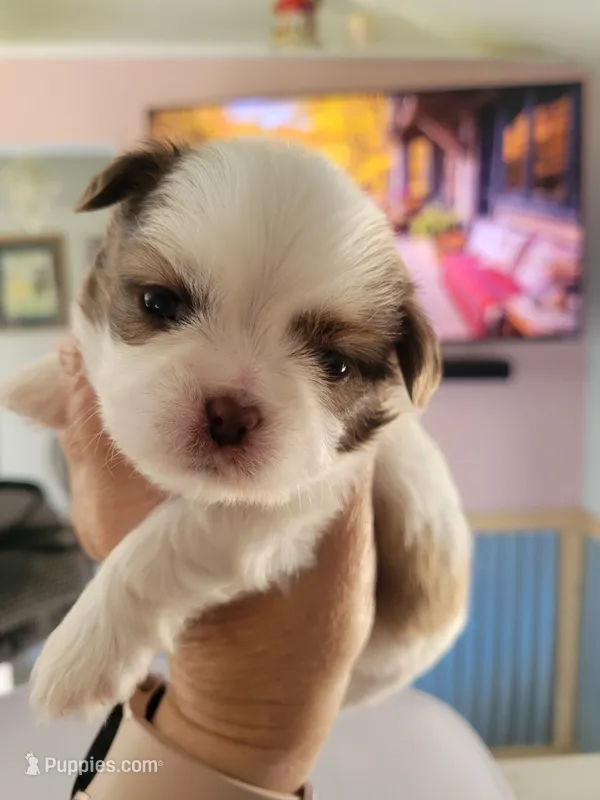 Almond Joy (Joey) – Shih Tzu puppy for sale in Ocala, FL