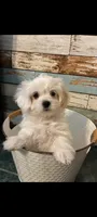 BAM BAM, a male Maltese for sale in Ocala, FL – 1 of 5