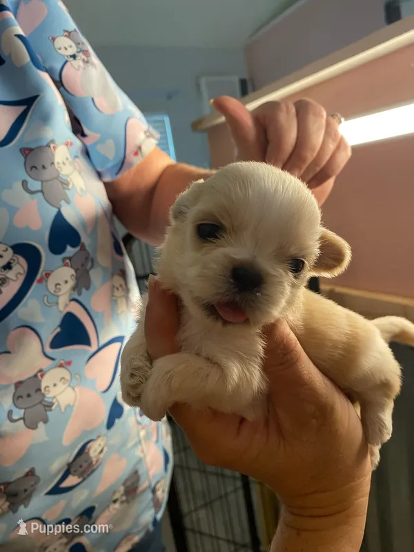 Sweetie Pie – Shih Tzu puppy for sale in Ocala, FL