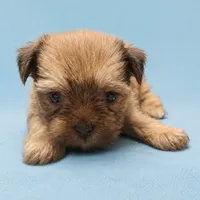 Tater, a male Yorkshire Terrier for sale in Ocala, FL – 1 of 1