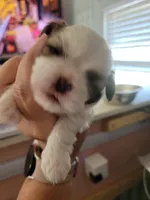 Almond Joy (Joey), a male Shih Tzu for sale in Ocala, FL – 3 of 3