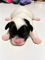 Alfalfa, a male Miniature Schnauzer and Maltese for sale in Ocala, FL – 1 of 3
