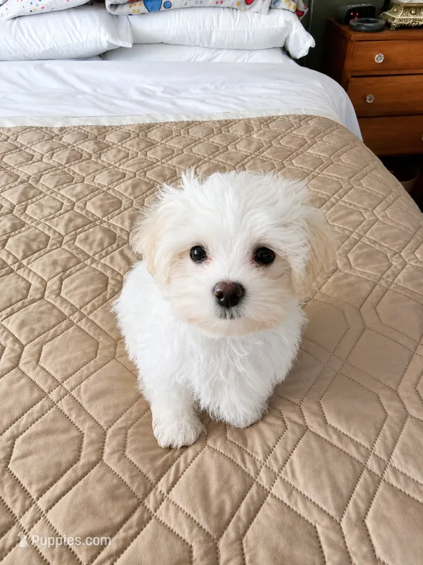 BAM BAM – Maltese puppy for sale in Ocala, FL