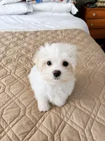 BAM BAM, a male Maltese for sale in Ocala, FL – 3 of 5
