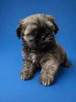 Pepe Le Pew, a male Shih Tzu for sale in Ocala, FL – 1 of 2