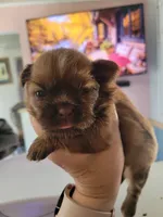 Baby Ruth, a female Shih Tzu for sale in Ocala, FL – 1 of 3