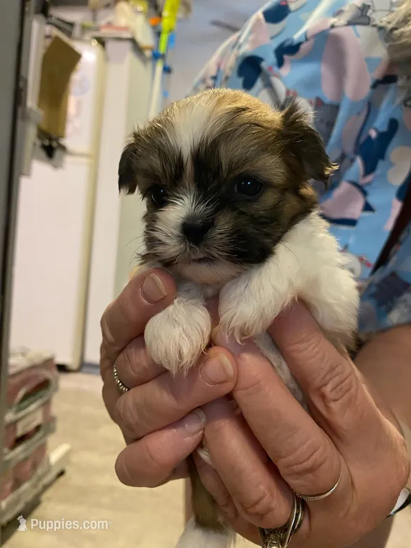 Fifi Le Fume – Shih Tzu puppy on hold in Ocala, FL