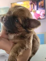 Baby Ruth, a female Shih Tzu for sale in Ocala, FL – 2 of 3