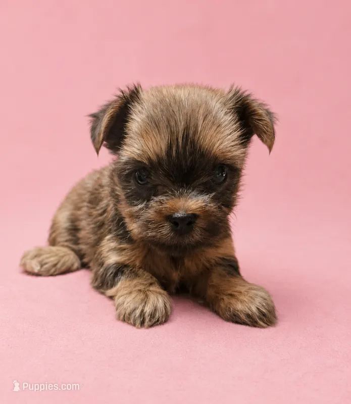 Tot – Yorkshire Terrier puppy for sale in Ocala, FL