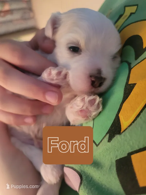 Ford – Maltese puppy for sale in Ocala, FL