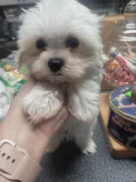 Cadbury , a male Miniature Schnauzer and Maltese for sale in Ocala, FL – 2 of 6
