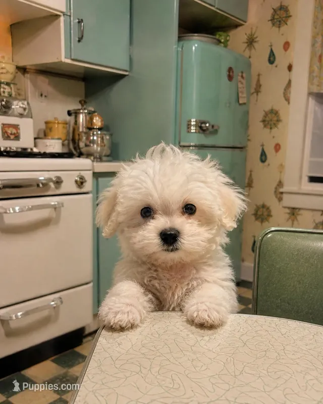 Cadbury  – Miniature Schnauzer, Maltese puppy for sale in Ocala, FL