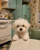 Cadbury , a male Miniature Schnauzer and Maltese for sale in Ocala, FL – 1 of 6