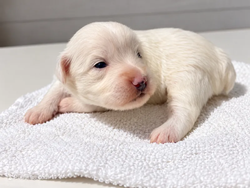 White Park (Parker) – Miniature Schnauzer, Maltese puppy for sale in Ocala, FL