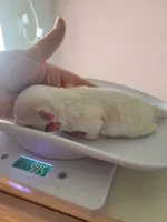Anna, a female Maltese for sale in Ocala, FL – 2 of 3