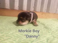 Danny, a male Morkie for sale in Ocala, FL – 2 of 2
