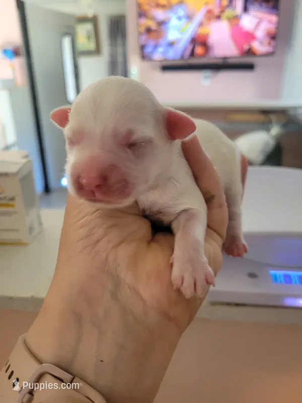 Charolais – Miniature Schnauzer, Maltese puppy for sale in Ocala, FL