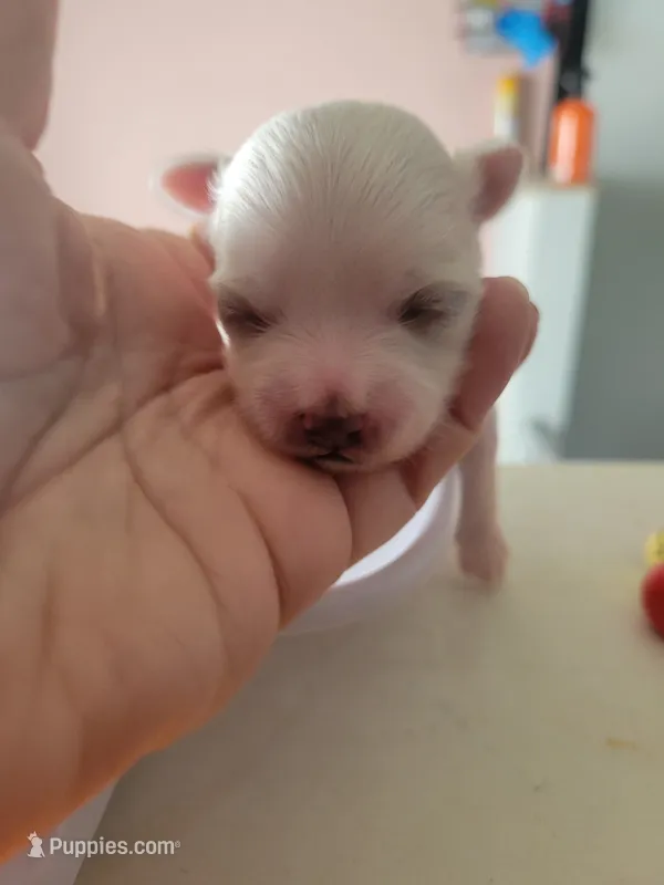 Anna – Maltese puppy for sale in Ocala, FL