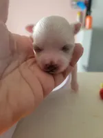 Anna, a female Maltese for sale in Ocala, FL – 1 of 3