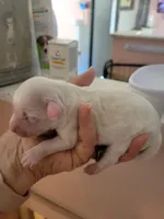 Charolais, a female Miniature Schnauzer and Maltese for sale in Ocala, FL – 2 of 3