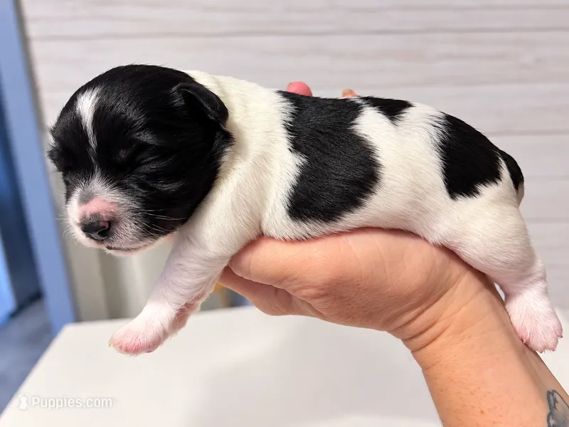 Buckwheat – Maltese puppy for sale in Ocala, FL
