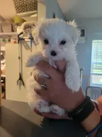 Wilma, a female Maltese for sale in Ocala, FL – 2 of 3