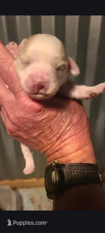 Jelly Bean – Miniature Schnauzer, Maltese puppy for sale in Ocala, FL