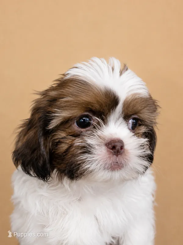 FurBall – Shih Tzu puppy for sale in Ocala, FL