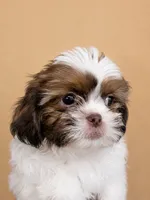 FurBall, a male Shih Tzu for sale in Ocala, FL – 1 of 5