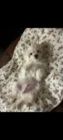 BAM BAM, a male Maltese for sale in Ocala, FL – 2 of 5