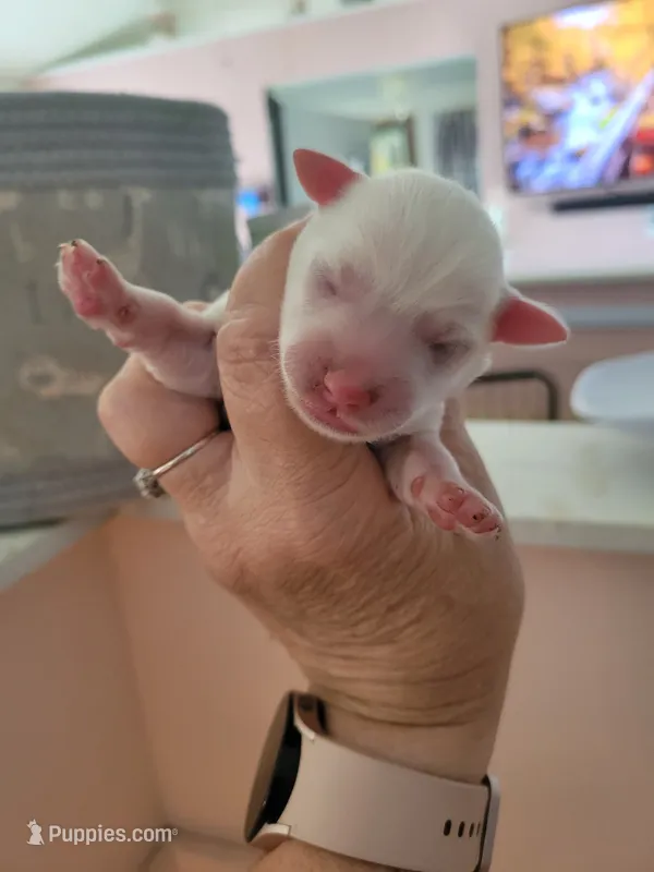 White Park (Parker) – Miniature Schnauzer, Maltese puppy for sale in Ocala, FL