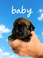 Baby Sylvester, a male Shih Tzu for sale in Ocala, FL – 2 of 2