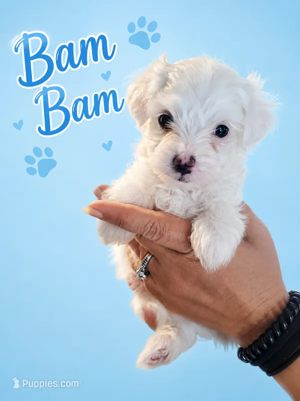 BAM BAM – Maltese puppy for sale in Ocala, FL
