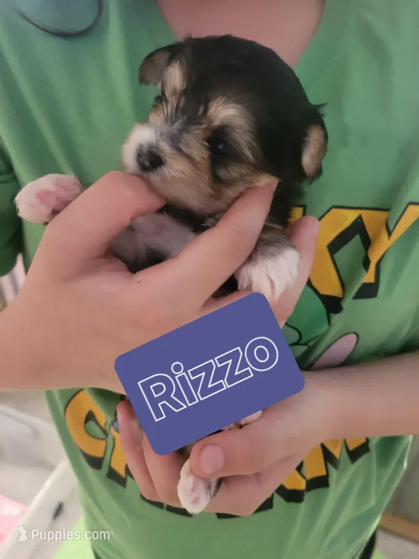 Rizzo – Morkie puppy on hold in Ocala, FL
