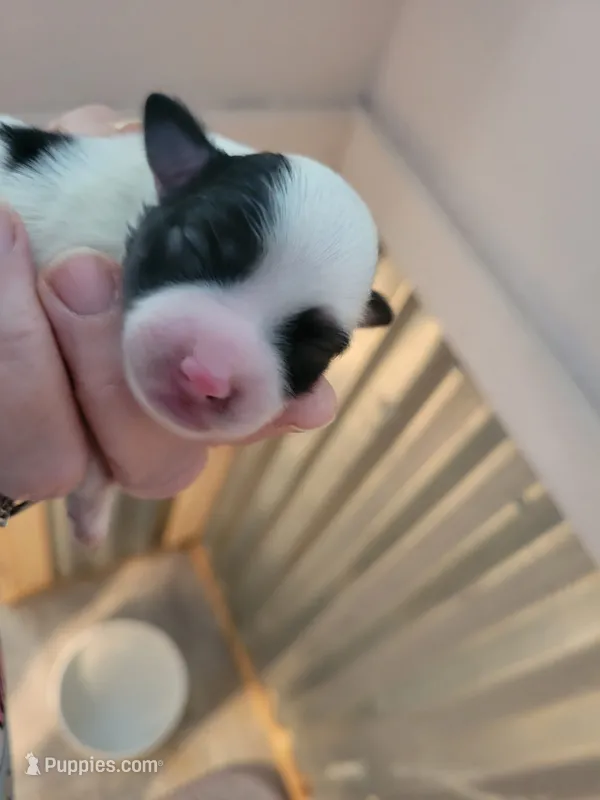 Holstein – Miniature Schnauzer, Maltese puppy for sale in Ocala, FL